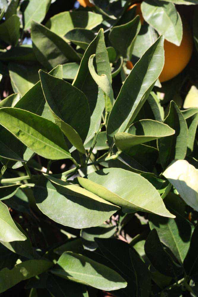            Sun leaves (Palmer, Riverside, CA)   